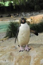 Fund raising event at ZSL London Zoo - Penguin walk