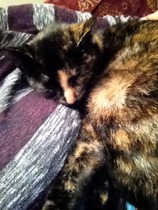 Shall we show off our cats? &#55357&#56832&#55357&#56832&#55357&#56832&#55357&#56832