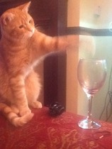 Shall we show off our cats? &#55357&#56832&#55357&#56832&#55357&#56832&#55357&#56832