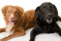 Which breed?