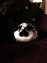 It's Rabbit Awareness Week!