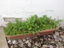 Can we have a chat about what food/s you most frequently throw out from your fridge and how they could actually be used up?