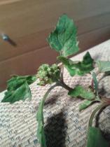 Can anyone identify this weed?  It was in a bag of Sainsbury's spinach...