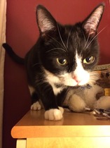 Shall we show off our cats? &#55357&#56832&#55357&#56832&#55357&#56832&#55357&#56832