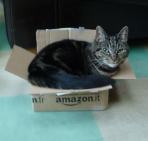 Shall we show off our cats? &#55357&#56832&#55357&#56832&#55357&#56832&#55357&#56832
