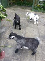 tea room 36 - Teh Alpine Chalet