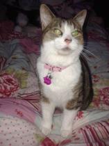 How the bloody hell do I stop my cat being such a complete git?