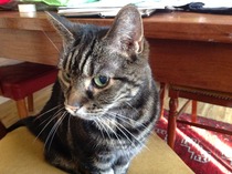 Shall we show off our cats? &#55357&#56832&#55357&#56832&#55357&#56832&#55357&#56832