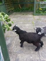 tea room 36 - Teh Alpine Chalet