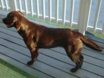 How thin should a dog be to be in good shape?