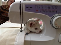 Shall we show off our cats? &#55357&#56832&#55357&#56832&#55357&#56832&#55357&#56832