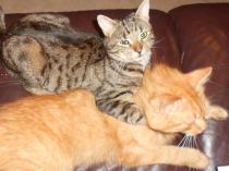 How the bloody hell do I stop my cat being such a complete git?