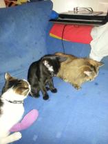 How the bloody hell do I stop my cat being such a complete git?