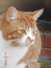 Shall we show off our cats? &#55357&#56832&#55357&#56832&#55357&#56832&#55357&#56832
