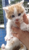 Shall we show off our cats? &#55357&#56832&#55357&#56832&#55357&#56832&#55357&#56832