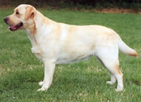 How thin should a dog be to be in good shape?