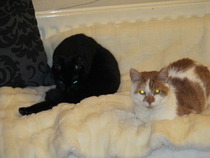 Shall we show off our cats? &#55357&#56832&#55357&#56832&#55357&#56832&#55357&#56832
