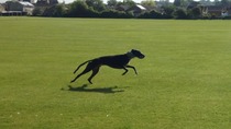 Greyhound, Whippet or Lurcher owner? Here's another pointy hounds cushion!