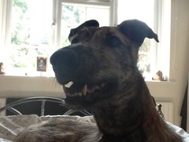 Greyhound, Whippet or Lurcher owner? Here's another pointy hounds cushion!