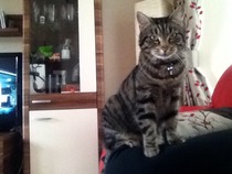 Shall we show off our cats? &#55357&#56832&#55357&#56832&#55357&#56832&#55357&#56832