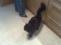 Shall we show off our cats? &#55357&#56832&#55357&#56832&#55357&#56832&#55357&#56832