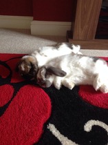 House rabbit owners - over here pls!!