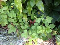 I think somebody rather SEEDILY have pranked my garden.
