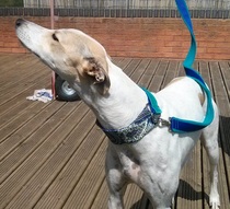 Greyhound, Whippet or Lurcher owner? Here's another pointy hounds cushion!