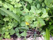 I think somebody rather SEEDILY have pranked my garden.