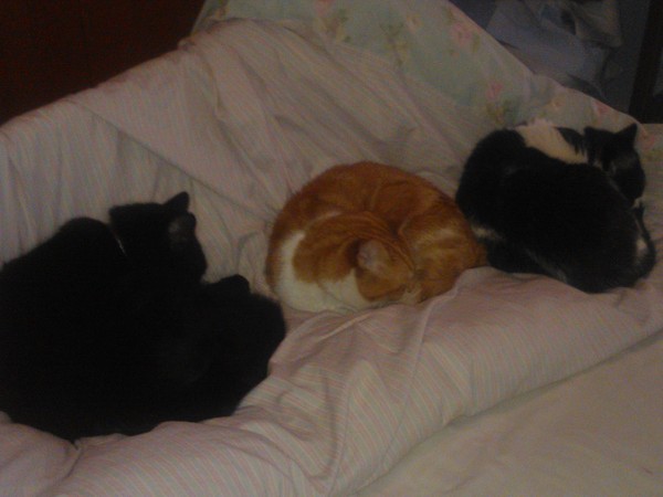 to ask the cats to budge up so I can fit into the bed