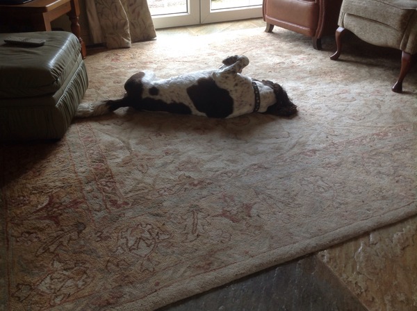 I know he's just a dog, but please send good vibes