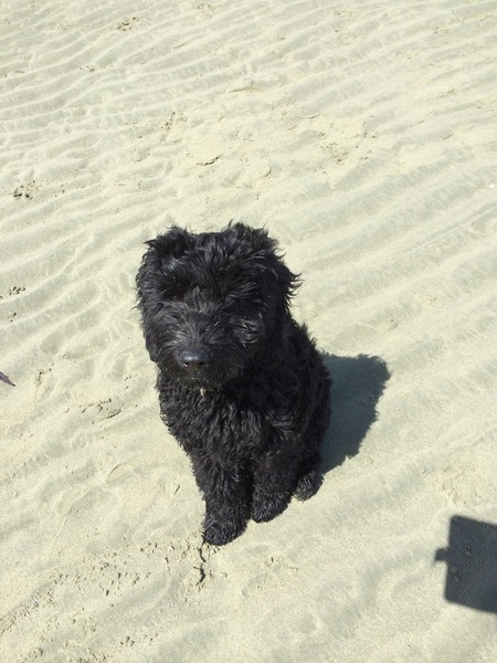 To think if you go to the dog beach you should expect dogs
