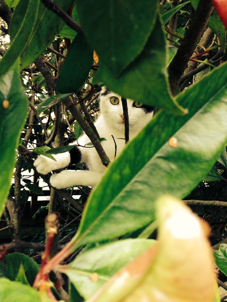 Shall we show off our cats? &#55357&#56832&#55357&#56832&#55357&#56832&#55357&#56832
