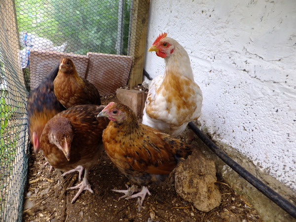 Can you identify this breed for me?