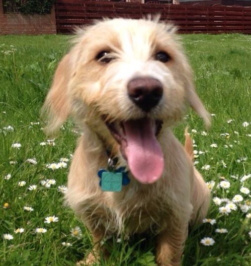 I know he's just a dog, but please send good vibes