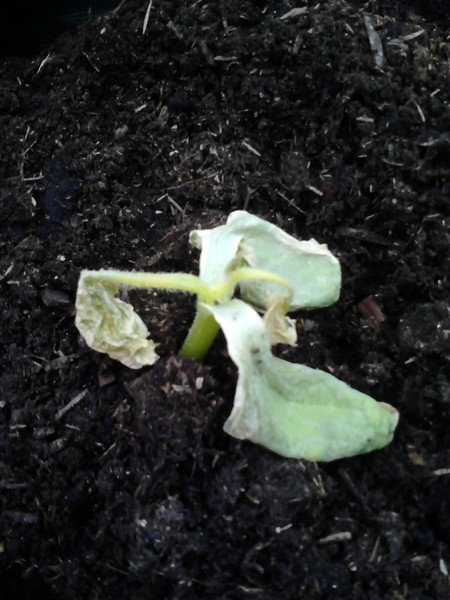 Growing fruits and vegetables