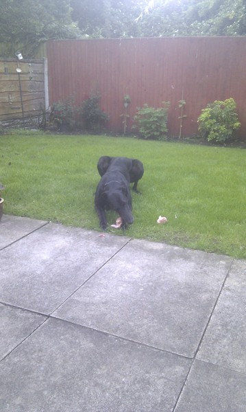 raw feeding - treats?