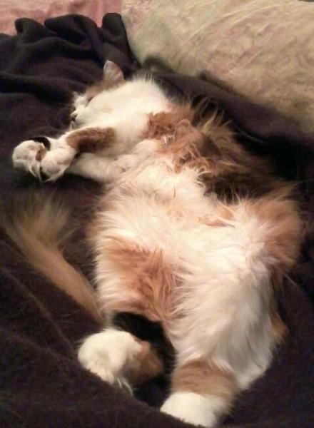 AIBU to show you all a picture of the gorgeous male who's keeping me company this evening...