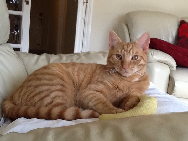 Shall we show off our cats? &#55357&#56832&#55357&#56832&#55357&#56832&#55357&#56832