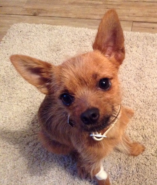 I know he's just a dog, but please send good vibes