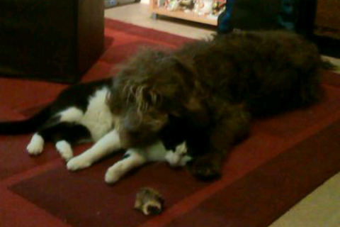 How long before cat and dog are friends?