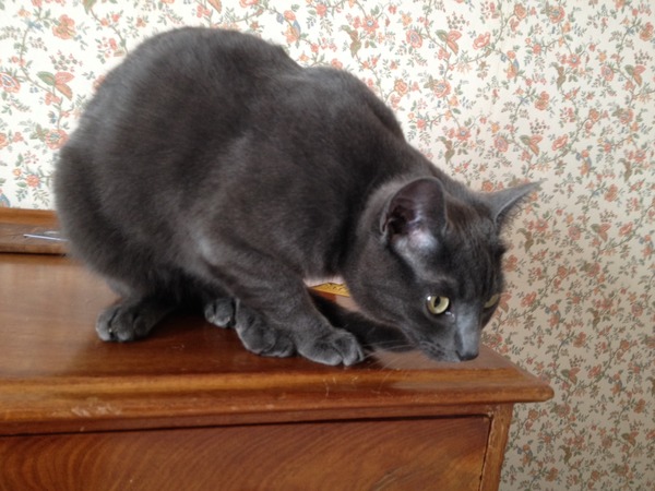 What breed (cross) is my cat? (If any).