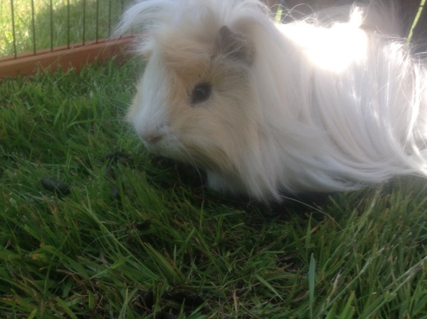 Please, can someone tell me the breed of my GP?