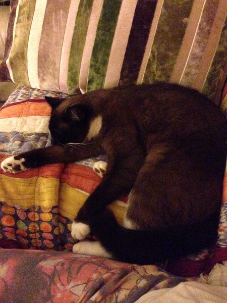 AIBU to show you all a picture of the gorgeous male who's keeping me company this evening...