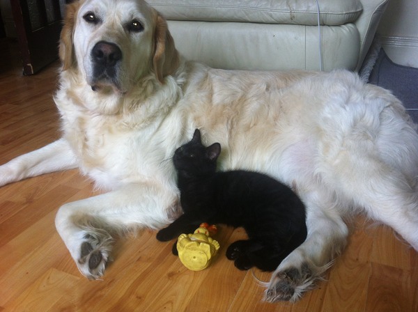 What is your cat's favourite cuddle?