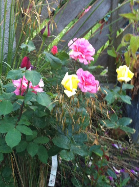 A garden is a lovesome thing, God wot!