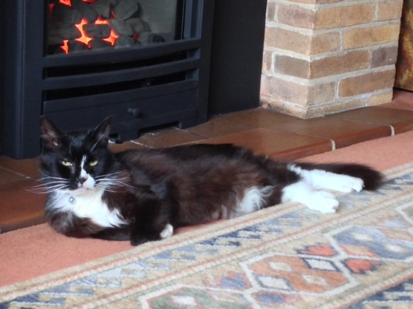 Litter tray for old cat
