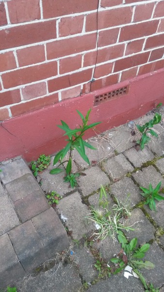 What is this weed thing?