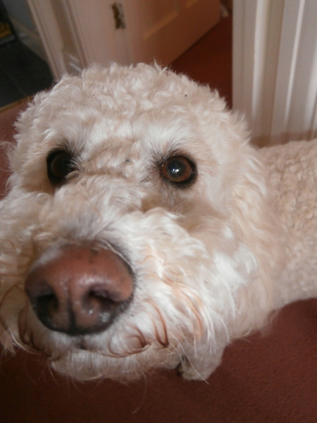I know he's just a dog, but please send good vibes