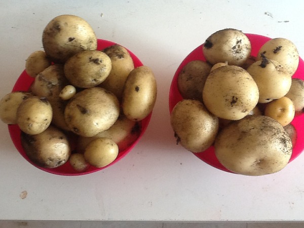 to ask for your Home Ed ideas, experiences and anecdotes?